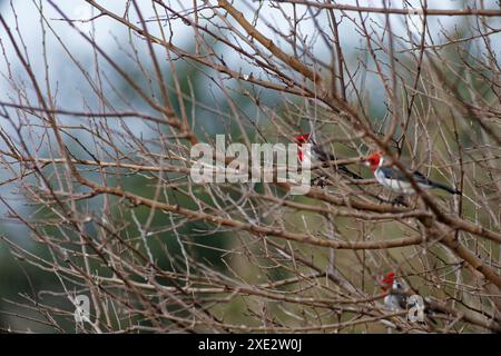 cardinale crestato, tanagers e crespi di miele, coronata paroaria, cardinale dai guanciali rossi. Thraupidae Foto Stock