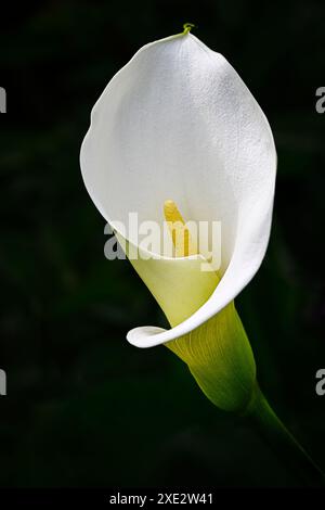 Calla Lily (Zantedeschia aethiopica) primo piano Foto Stock