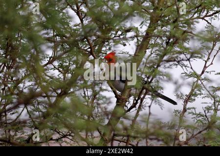 cardinale crestato, tanagers e crespi di miele, coronata paroaria, cardinale dai guanciali rossi. Thraupidae Foto Stock