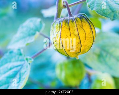 Coltivazione di physalis o uchuva, alquequenje, tomatillo o lanterna cinese. fiore di physalis. Frutto di lanterna cinese in th Foto Stock