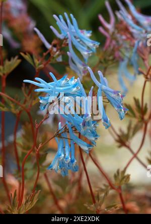 Blue Corydalis o Blue Fumitory, Corydalis flexuosa "Pere David", Papavaraceae. Sichuan, Cina, Asia. Foto Stock