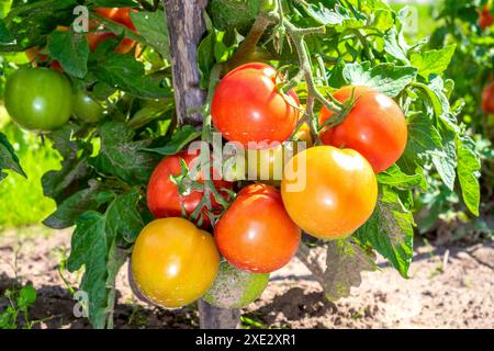 Pomodori. I grappoli di pomodoro maturano sulla pianta Foto Stock