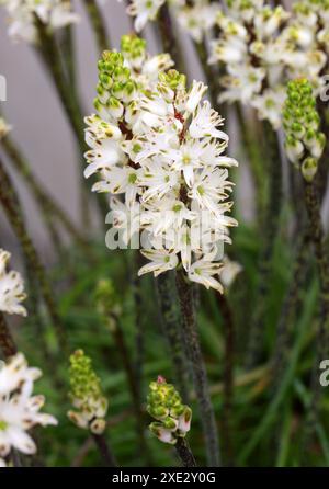 Giacinto selvatico, Lachenalia contaminata, Asparagaceae (Hyacinthaceae). Cape Occidentale, Sudafrica. Foto Stock