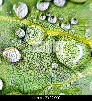 Le gocce di pioggia sulla foglia verde sono molto ravvicinate Foto Stock