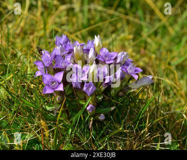 Genziana tedesco Foto Stock