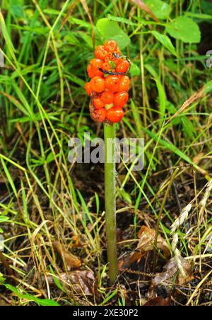 Arum comune; pinta di cucù; signori e signore; arum selvatico; Foto Stock