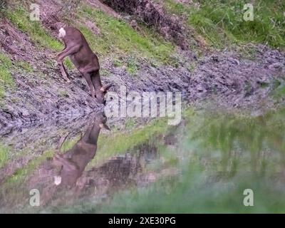 Capreolo, capreolus capreolus, bevendo da spruzzi di riflesso in acqua Foto Stock