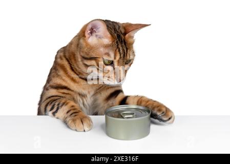 Cibo per gatti e gatti del Bengala su sfondo bianco. Foto Stock