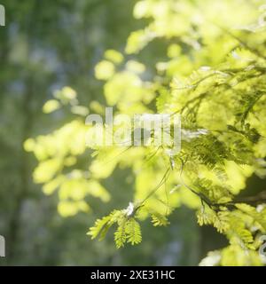 Foglie e rami di alberi verdi nella foresta Foto Stock