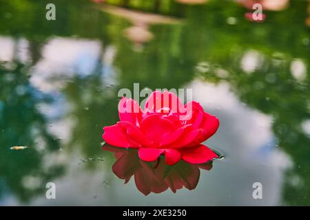 Rosa rossa galleggiante sulla superficie dello stagno da un angolo elevato Foto Stock