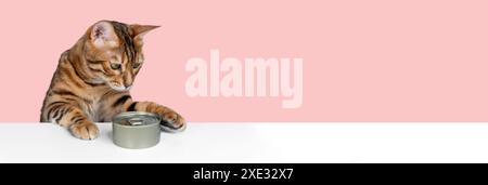 Gatto del Bengala e cibo per gatti in scatola. Dare da mangiare al gatto. Foto Stock