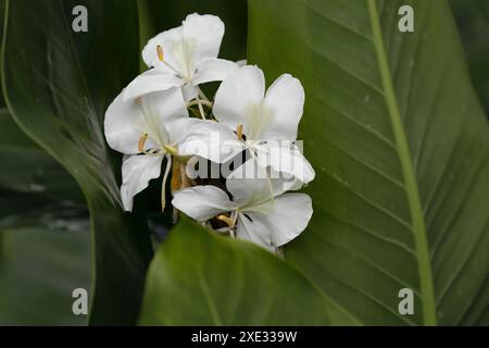 431 fiori di farfalla -Hedychium coronarium, flor mariposa-, la nazionale del paese, bagnati dopo una pesante pioggia tropicale. Santo Domingo-Granma-Cuba. Foto Stock