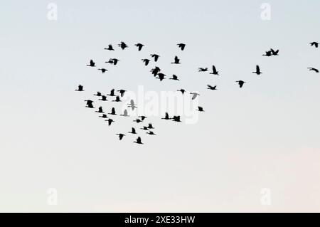 Egret Flock in volo, provincia di la Pampa, Patagonia, Argentina Foto Stock