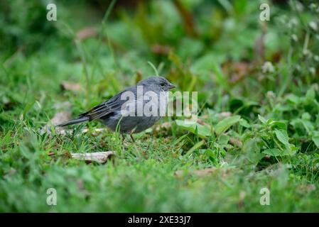 Plumbeous Sierra Finch, Parco Nazionale di Quebrada del Condorito, provincia di Cordoba, Argentina Foto Stock