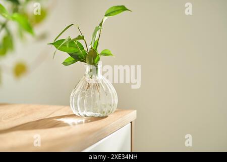 Vaso di vetro al sole con un germoglio di ficus che mette radici nell'acqua. Foto Stock