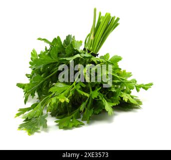 Un bouquet di prezzemolo verde fresco su sfondo bianco. Foto Stock