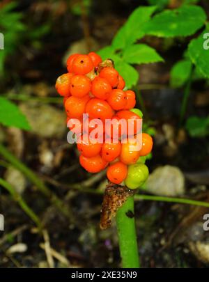 Grappolo di frutta con bacche velenose Foto Stock