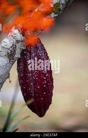 primo piano di baccelli di cacao organici appesi a un albero nella fitta e vibrante foresta pluviale amazzonica dell'Ecuador. Questa immagine cattura l'essenza del biodi naturale Foto Stock