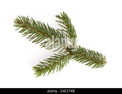 Picea abies o ramoscello di abete rosso europeo isolati su sfondo bianco Foto Stock