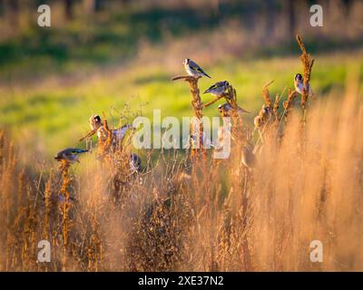 Gruppo di finocchiere europee cardueli cardueli che mangiano germogli sugli alberi all'inizio della primavera. Graziosi piccoli e colorati uccelli cantautori in wildlif Foto Stock