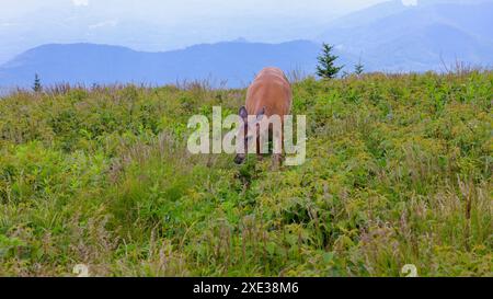 Cervo a Roan Mountain Foto Stock