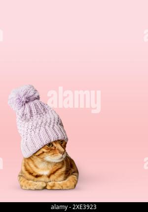 Un gatto carino con un cappello a maglia su sfondo colorato. Foto Stock