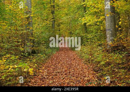 Sentiero forestale in autunno sull'Alb svevo Foto Stock