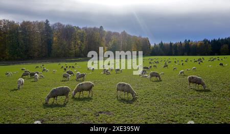 Gregge di ovini con agnelli nell'Alb svevo vicino a St. Johann, Baden WÃ¼rttemberg; Germania; Foto Stock