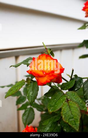 Floribunda si alzò dopo il temporale Foto Stock