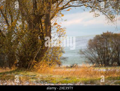 Paesaggio leggermente innevato nella nebbia alta - la prima neve Foto Stock