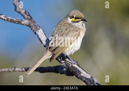 Honeyeater australiano di fronte giallo arroccato su un arto Foto Stock