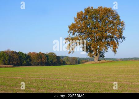 Vecchia quercia in autunno Foto Stock