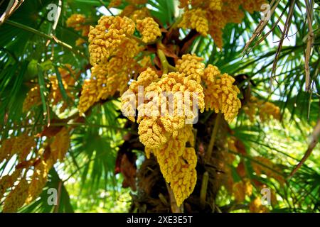 Sfondo, bello, bellezza, fioritura, fioritura, botanica, cinese, mulini a vento cinesi, palme, grappolo, c Foto Stock