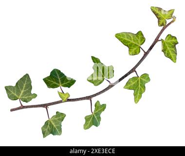 Foglie di edera verde isolate su sfondo bianco. Hedera Helix Foto Stock
