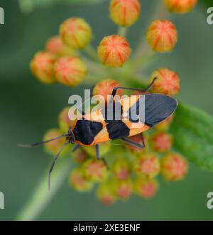 Insetti di Milkweed (Oncopeltus fasciatus) Foto Stock