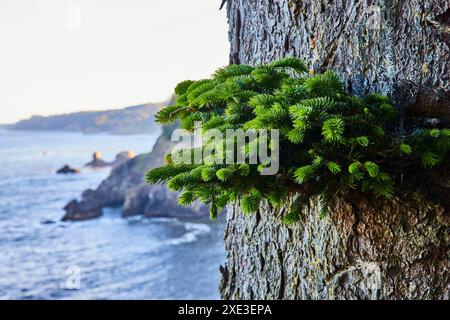 Aghi Vibrant Pine su tronco ad albero robusto con sfondo costiero Foto Stock