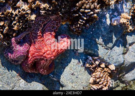 Avvistamento di stelle marine colorate e vita marina sulla superficie rocciosa Foto Stock