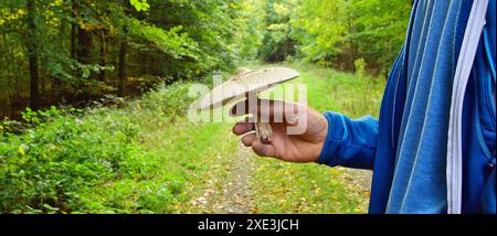 La mano di un uomo che tiene un fungo da ombrellone, Macrolepiota procera. Sul Walkway con alberi verdi nella foresta. Foto Stock