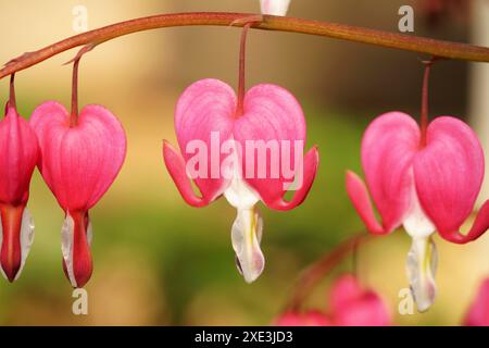 Cuore sanguinante, cuori piangenti, Lamprocapnos spectabilis, piante ornamentali, fioritura a forma di udito Foto Stock