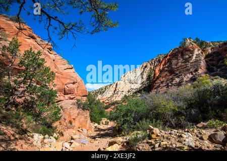 Red Hollow slot Canyon Trail - torreggianti formazioni rocciose mostrano un incredibile contrasto geologico con strati di vibrante pietra rossa e pallida. Foto Stock
