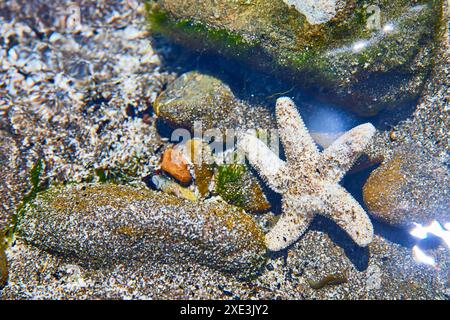 Stelle marine sul letto Rocky con alghe in acqua cristallina vista aerea Foto Stock