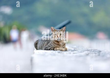 Gatto randagio nel centro storico di Kotor, Montenegro Foto Stock