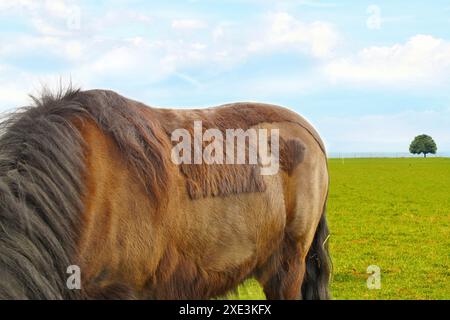 New Forest Pony (DÃ¼lmener) in un campo verde, con un punto a forma di cuore sulla sua fossa, con un punto in t Foto Stock