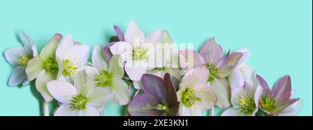 Bordo floreale senza cuciture con fiori di Hellebore (rosa di Natale) isolati. schema orizzontale su blu Foto Stock