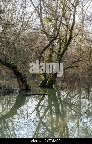 Inondazione sul Reno nell'Assia meridionale Foto Stock