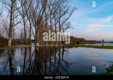 Inondazione sul Reno nell'Assia meridionale Foto Stock