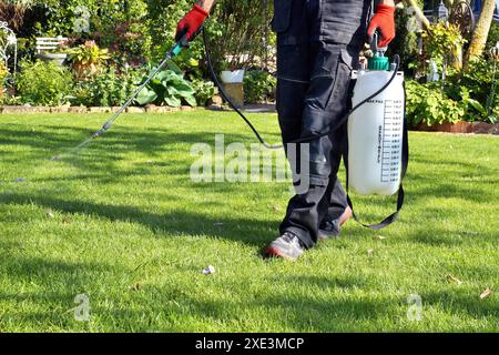 Irrorazione di pesticidi con irroratrice portatile per eliminare le erbacce da giardino nel prato. spray per gocciolamento su t Foto Stock