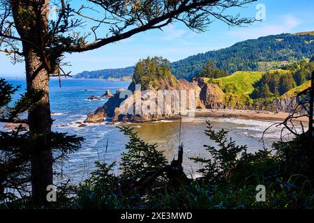 Scogliere costiere e sagome di pino a livello degli occhi Foto Stock