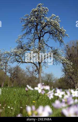 Prato Orchard Foto Stock