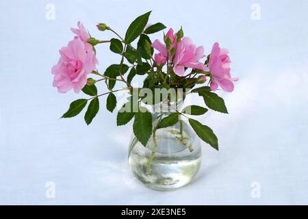 Mazzo di rose Foto Stock